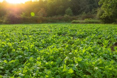 Image showing  Imperial Whitetail Ravish Radish, 2.5 lbs.