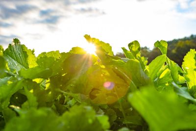 Image showing  Imperial Whitetail Ravish Radish, 2.5 lbs.