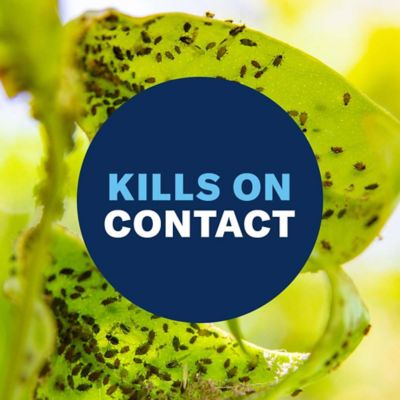 Image showing 5 th BioAdvanced Houseplant Insect & Mite Control, Ready-to-Use, 24 oz.