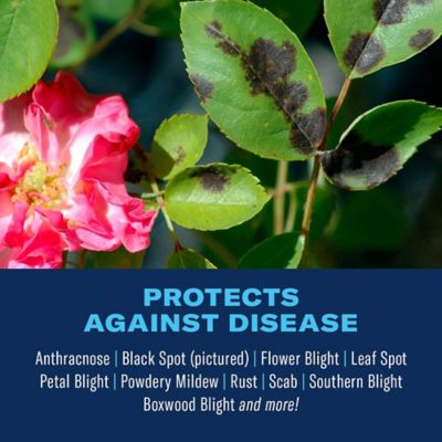 Image showing  Disease Control for Roses, Flowers and Shrubs, Concentrate, 32 oz.