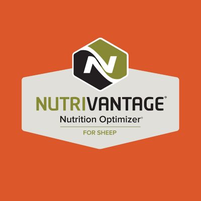 Image showing  Home Fresh 18 Sheep Starter Grower 18DQ