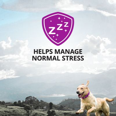 Image showing  Calming Aid Supplement Bars for Dogs, 6 ct.