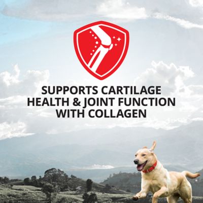 Image showing  Hip and Joint Supplement Powder for Dogs, 180g