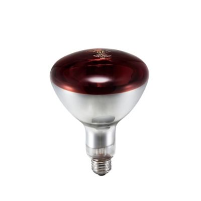 Image showing  Starter Poultry Kit