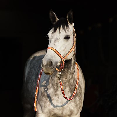 Image showing  Adepto Halter