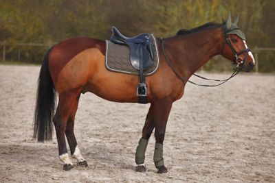 Image showing  Marquess Ear Net