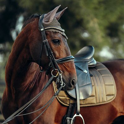 Image showing  Drew Ear Net