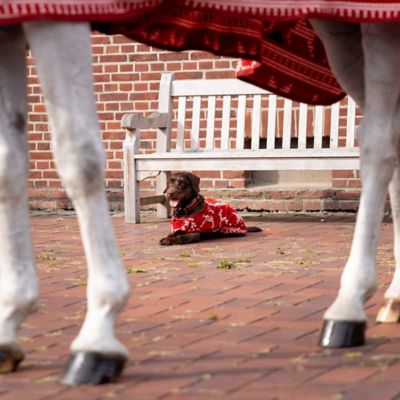 Image showing  Santa Christmas Fleece High Neck Cooler