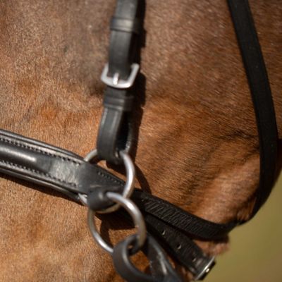 Image showing  Saga Bitless Bridle