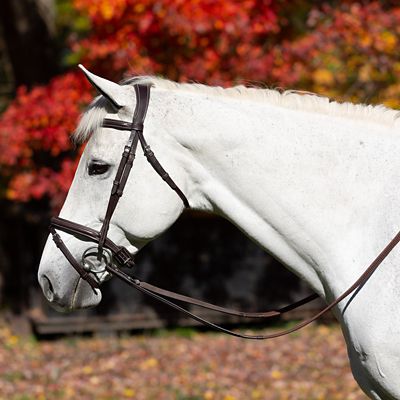 Equinavia Valkyrie Flash Bridle & Rubber Reins