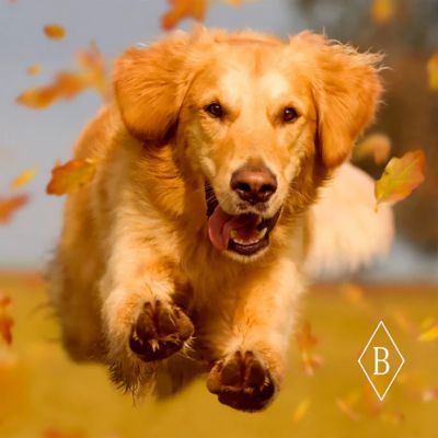 Image showing  Mobility Bites for Dogs - 100 ct.