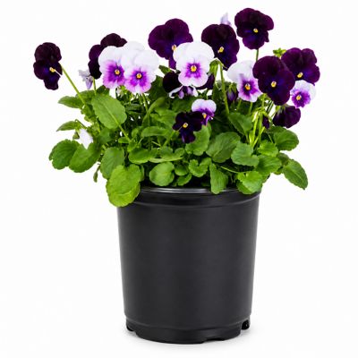 6 in. Deco Viola