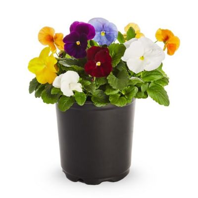 6 in. Deco Pansy