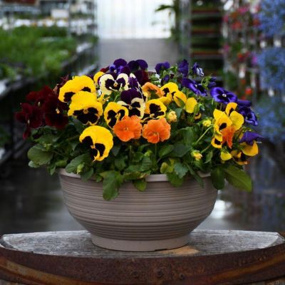 10 in. Viola Bowl