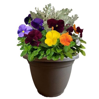 10 in. Pansy Dusty Miller Bowl