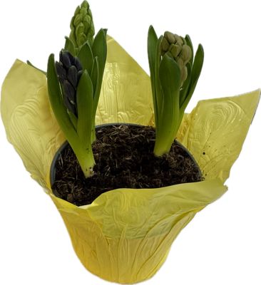 Image showing 6 in. Potted Hyacinth Plant