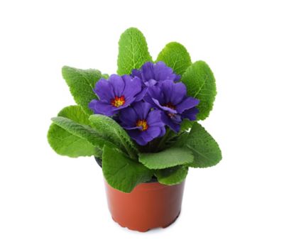 8 in. Deco Primrose