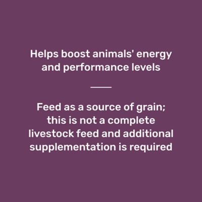 Image showing  Whole Oats Livestock Feed, 40 lb. Bag