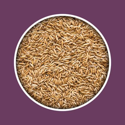 Image showing  Whole Oats Livestock Feed, 40 lb. Bag