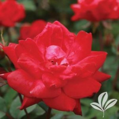 Knockout 3 gal. Knock Out Rose