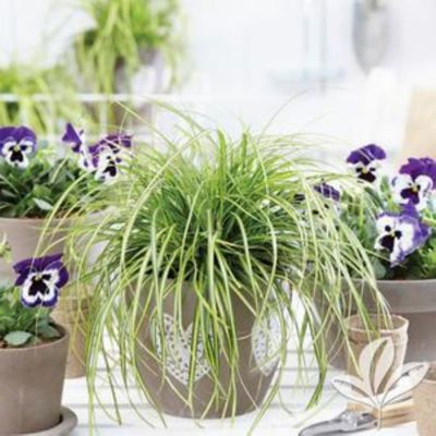 1 gal. Grasses Assorted