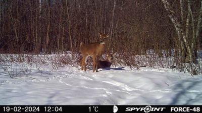 Image showing 8 th SPYPOINT Force-48 Game Trail Camera