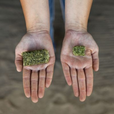 Image showing 5 th Standlee Timothy Grass Mini Forage Cubes, 40 lb.