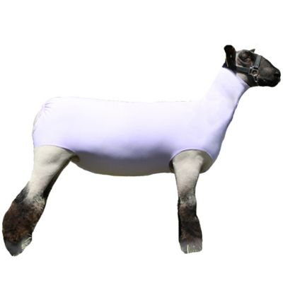 2494538