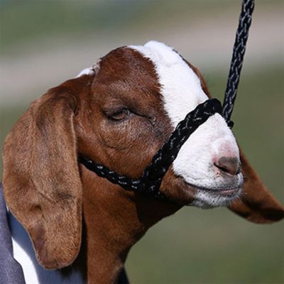 Sullivan Supply Soft Braid Sheep & Goat Halter