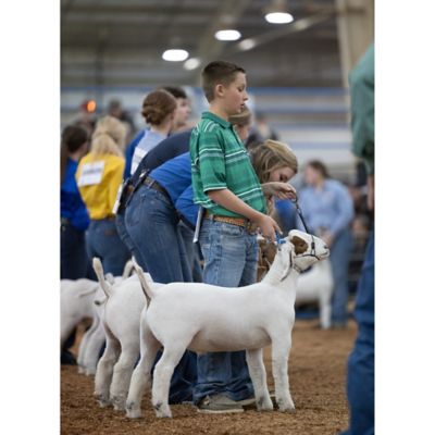 Sullivan Supply Stronghold Sheep & Goat Cable Halter