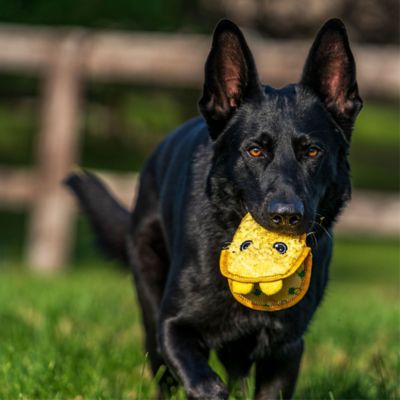 Image showing 8 th Growl Flip Floppz Fruit ASST