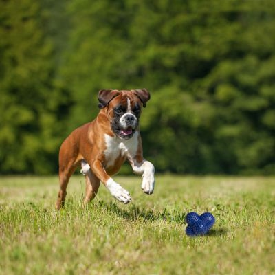 Image showing  Power Play Ball for Dogs Crazy Ball Large/Giant - Up to 50 lbs.