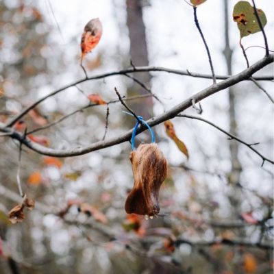 Image showing 5 th Code Blue Buck Tarsal Gland