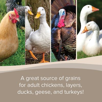 Image showing  Scratch Grains