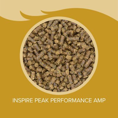 Image showing  Inspire Peak Performance AMP