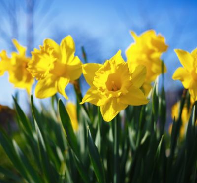Image showing 6 in. Potted Spring Bulbs