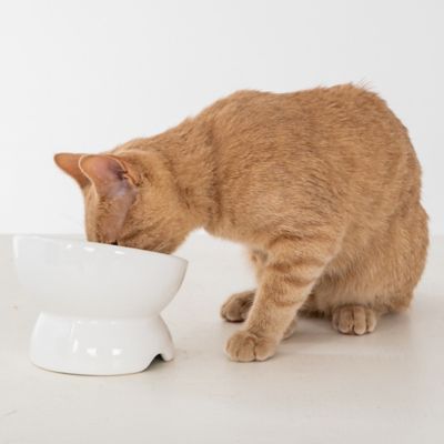Image showing  Elevated Ceramic Bowl For Cats - 7 oz. Capacity