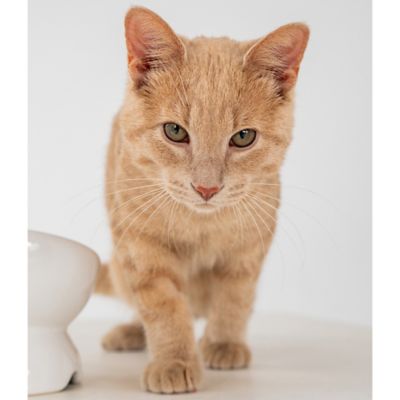 Image showing  Elevated Ceramic Bowl For Cats - 7 oz. Capacity