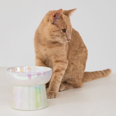 Image showing Dexypaws Elevated Ceramic Bowl For Cats 7 oz. Capacity