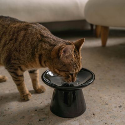Image showing  Flat Top Ceramic Bowl For Cats - 7.5 oz. Capacity