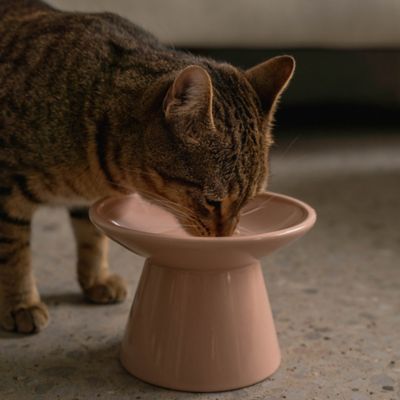 Image showing  Flat Top Ceramic Bowl For Cats - 7.5 oz. Capacity