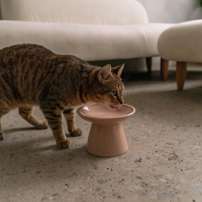 Image showing  Flat Top Ceramic Bowl For Cats - 7.5 oz. Capacity