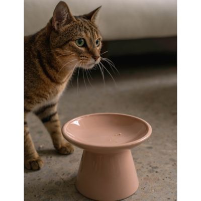 Image showing  Flat Top Ceramic Bowl For Cats - 7.5 oz. Capacity