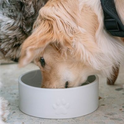 Image showing  Ceramic Dog Bowl 50 oz. - Stylish & Functional Pet Feeding Dish