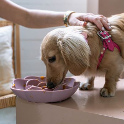 Image showing  Flower Slow Feeder - Dog & Pet Mealtime Accessory