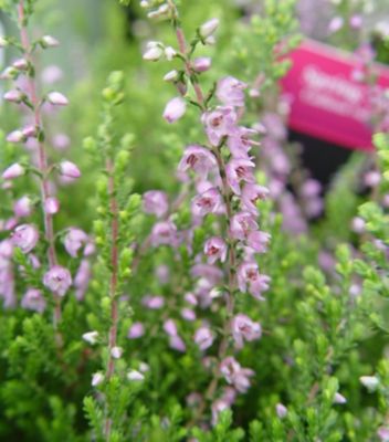 1 gal. Calluna Spring Torch