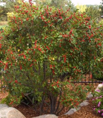 First Editions 3 gal. Ilex Wildfire