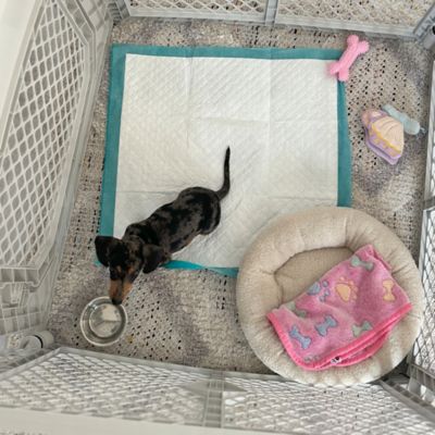Image showing 8 th MyPet Petyard Plus 4-Panel Pet Pen With Door
