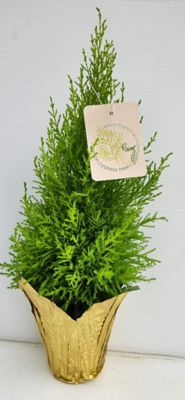 4 in. Lemon Cypress