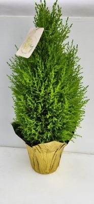 6 in. Lemon Cypress